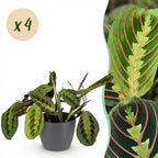 4× Maranta Fascinator Tricolour (bedplant) i Potter-pyntepotte grå – Ø12 cm, 25 cm høj