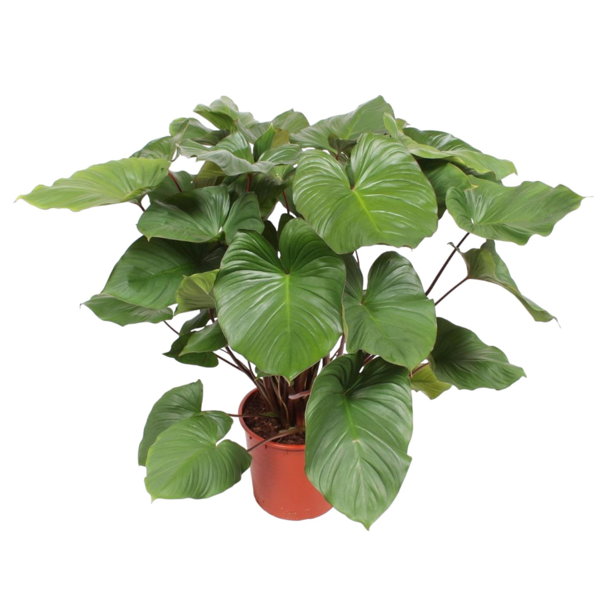 Homalomena Rubescens Maggy – Ø24 cm, 100 cm hoch