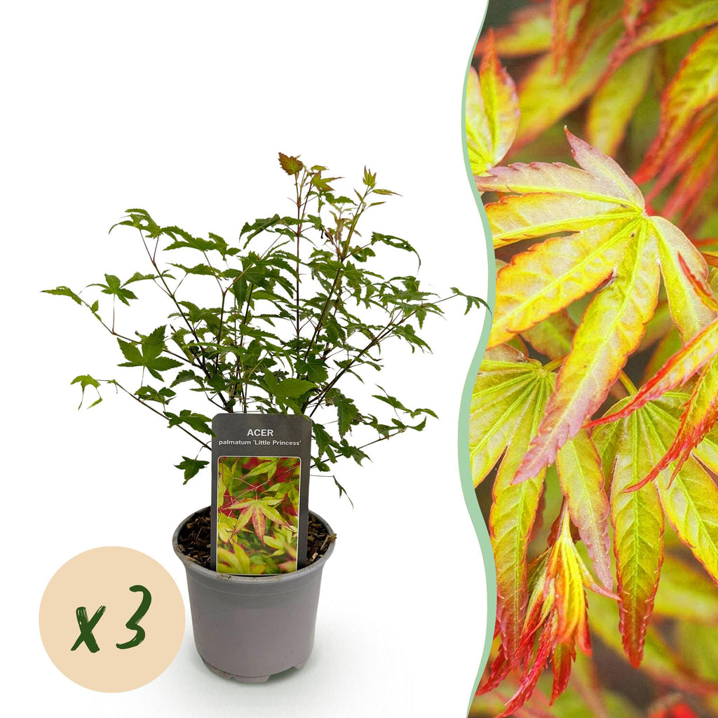 Acer palmatum 'Little Princess' (Japanese maple) – 3 plants, Ø12 cm, 35 cm high