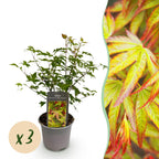 Acer palmatum 'Little Princess' (Japanese maple) – 3 plants, Ø12 cm, 35 cm high