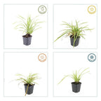 Carex morrowii 'Aureovariegata' (starr) – 60 plantor, Ø9 cm, 10–25 cm hög