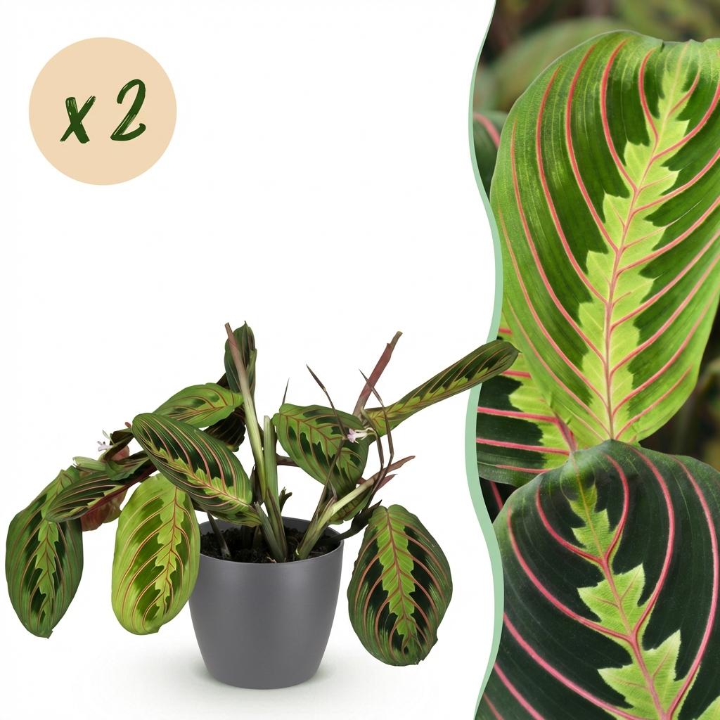 2× Maranta Fascinator Tricolour (bönplanta) i Potter-prydnadskruka grå – Ø12 cm, 25 cm hög