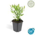 Aster ageratoides 'Ashvi' – 6 Pflanzen, Ø9 cm, 10–25 cm hoch