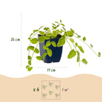 Vinca major variegata (Gewöhnlicher Efeu-Duftstock) – blau – 12 Pflanzen, Ø 11 cm, 15–25 cm hoch
