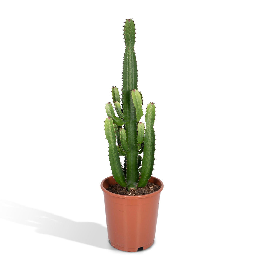 Euphorbia Acrurensis – Ø24 cm, 60 cm de haut