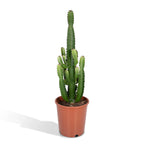 Euphorbia Acrurensis – Ø24 cm, 60 cm de haut