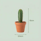 12× Mini Cactus Mix (Cactaceae) – Ø8 cm, 5–10 cm hoog