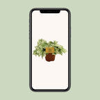 Tradescantia Brightness – Ø12 cm, 20 cm høj