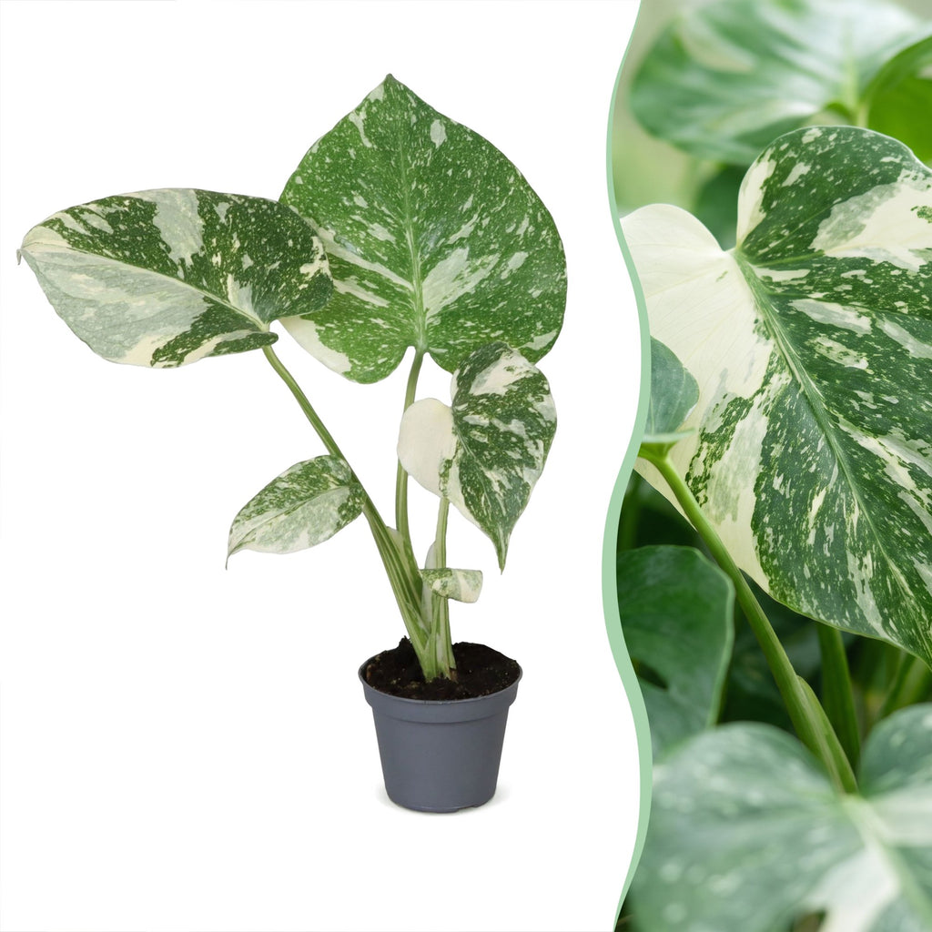 Monstera Thai Constellation (plante percée) – Ø6 cm, 14 cm de haut