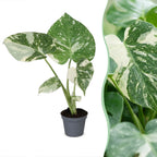 Monstera Thai Constellation (plante percée) – Ø6 cm, 14 cm de haut