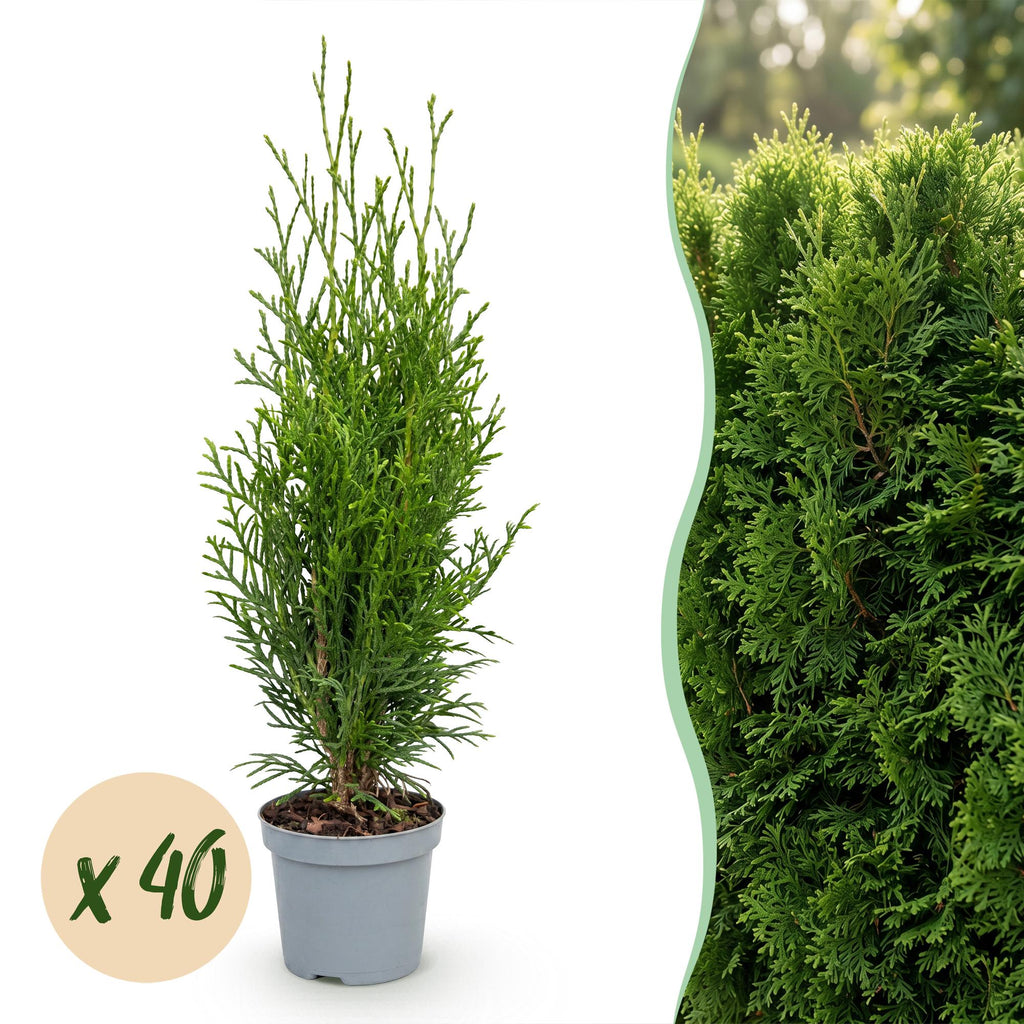 Thuja occidentalis 'Smaragd' (levensboom) – 40 planten, Ø9 cm, 20–30 cm hoog
