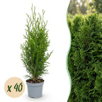 Thuja occidentalis 'Smaragd' (levensboom) – 40 planten, Ø9 cm, 20–30 cm hoog