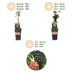 Rubus fruticosus 'Thornless Evergreen' (Brombeere) – 2 Pflanzen, Ø15 cm, 50 cm hoch