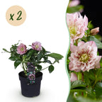 Helleborus orientalis 'Double Ellen Pink' (Orientalische Christrose) – 2 Pflanzen, Ø 14 cm, 35 cm hoch