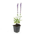 Salvia nemorosa 'Caradonna' (sauge) – 48 plants, Ø9 cm, 10–25 cm de haut