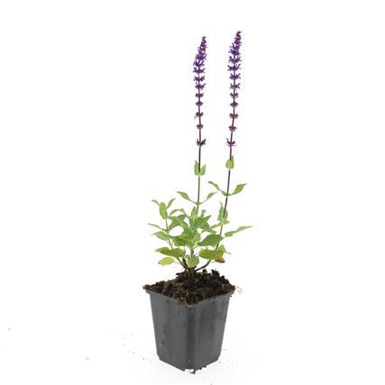 Salvia nemorosa 'Caradonna' (sauge) – 48 plants, Ø9 cm, 10–25 cm de haut