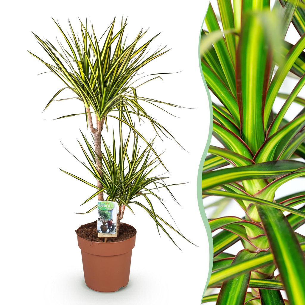 Dracaena Sunray (Drachenbaum) – Ø 21 cm, 90–100 cm hoch