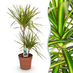Dracaena Sunray (Drachenbaum) – Ø 21 cm, 90–100 cm hoch