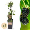 Rubus fruticosus 'Black Satin' (brombæreplante) – 2 planter, Ø15 cm, 50 cm høje