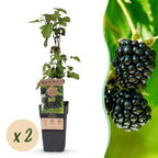 Rubus fruticosus 'Black Satin' (brombæreplante) – 2 planter, Ø15 cm, 50 cm høje