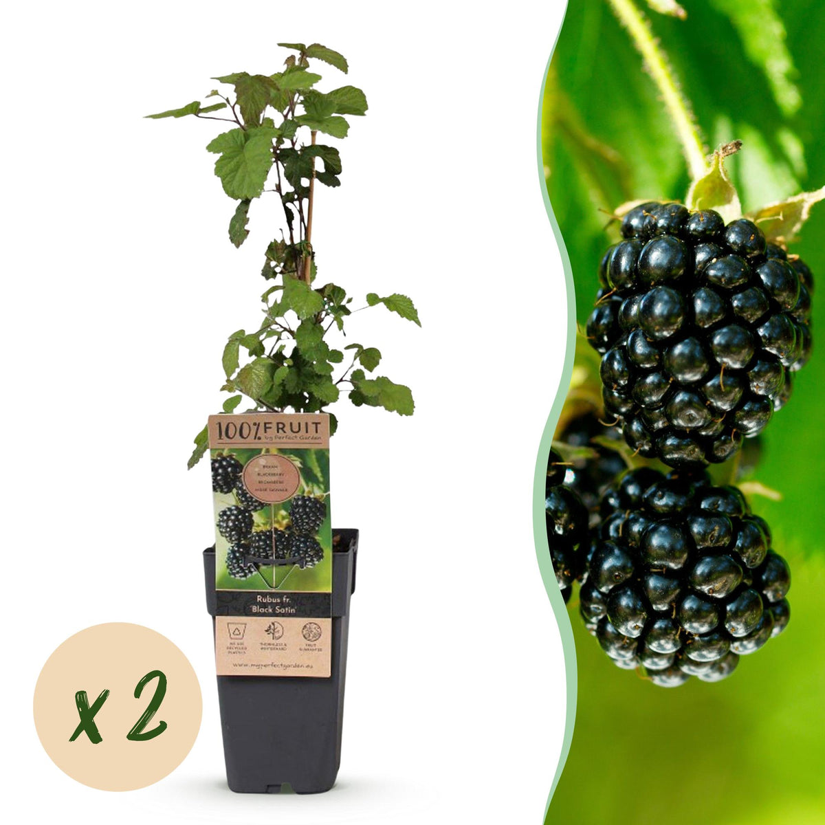Rubus fruticosus 'Black Satin' (bramenplant) – 2 planten, Ø15 cm, 50 cm hoog