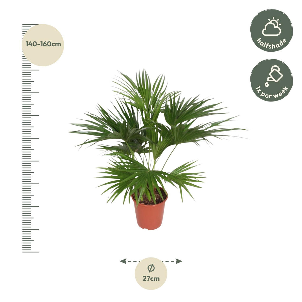 Livistona Chinensis (viftepalme) – Ø24 cm, 150 cm høj