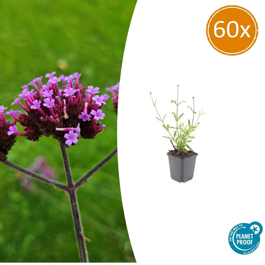 Verbena bon. 'Lollipop' (Eisenhart) – 60 Pflanzen, Ø9 cm, 10–25 cm hoch – Bild 2