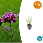 Verbena bon. 'Lollipop' (Eisenhart) – 60 Pflanzen, Ø9 cm, 10–25 cm hoch