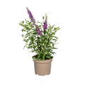 Buddleja davidii 'Purple' (Fliederblume) – Ø 19 cm, 40–50 cm hoch