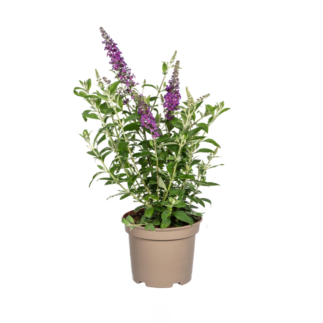 Buddleja davidii 'Purple' (vlinderstruik) – Ø19 cm, 40–50 cm hoog