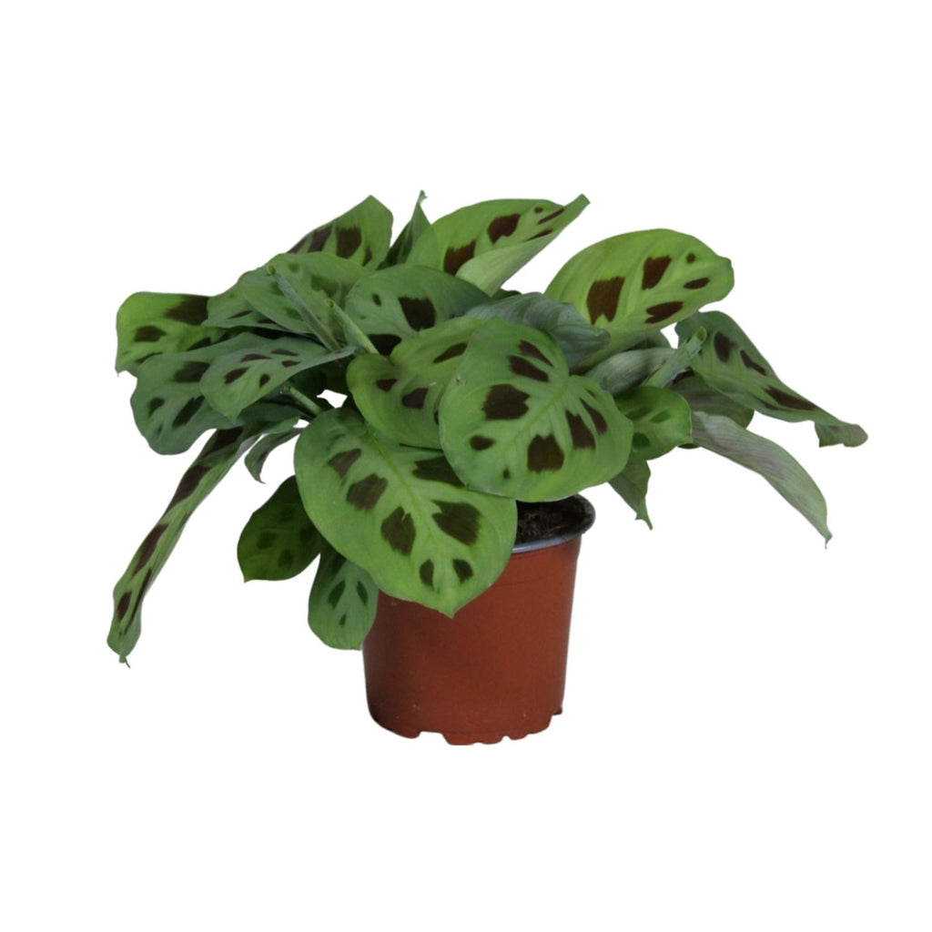 Maranta leuconeura Kerchoveana (plante prieuse) – Ø12 cm, 30 cm de haut