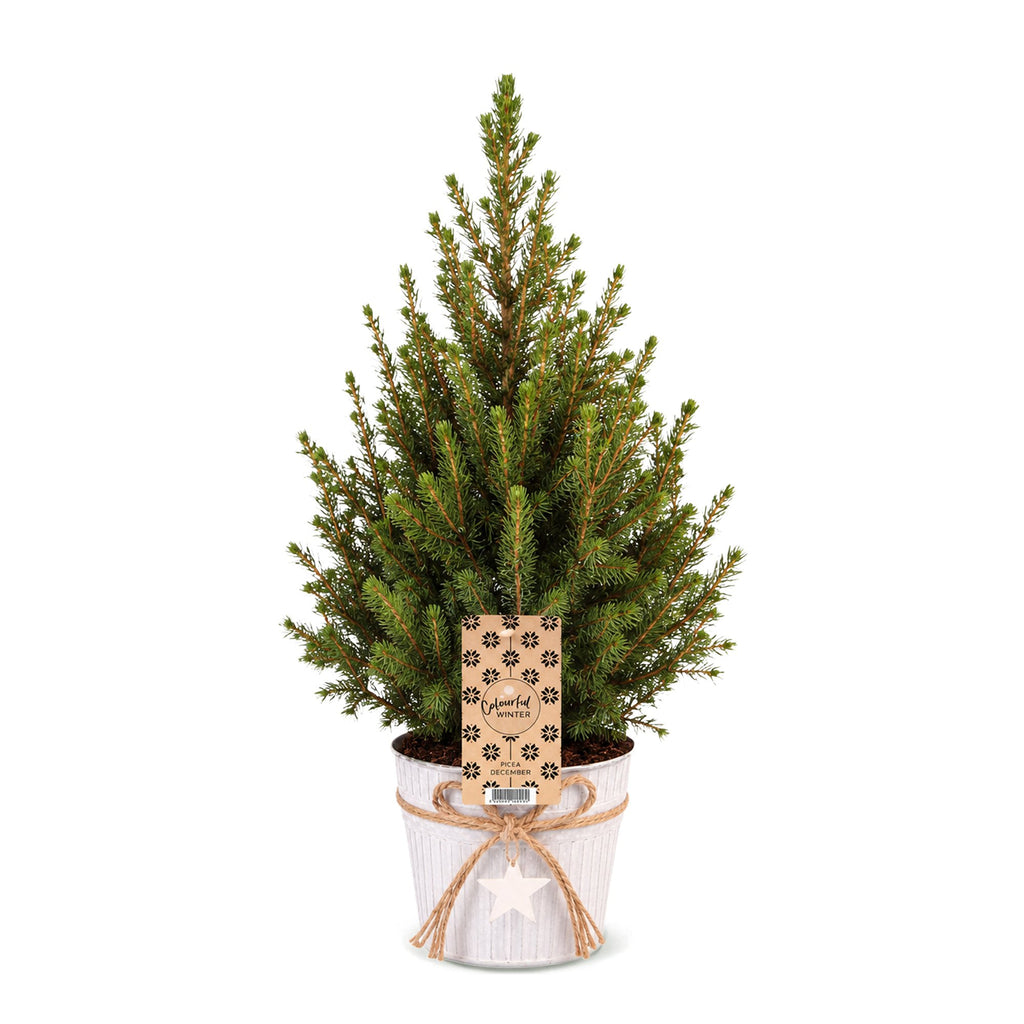 Picea glauca Conica (petit sapin de Noël) en pot en zinc – Ø17 cm, 65 cm de haut