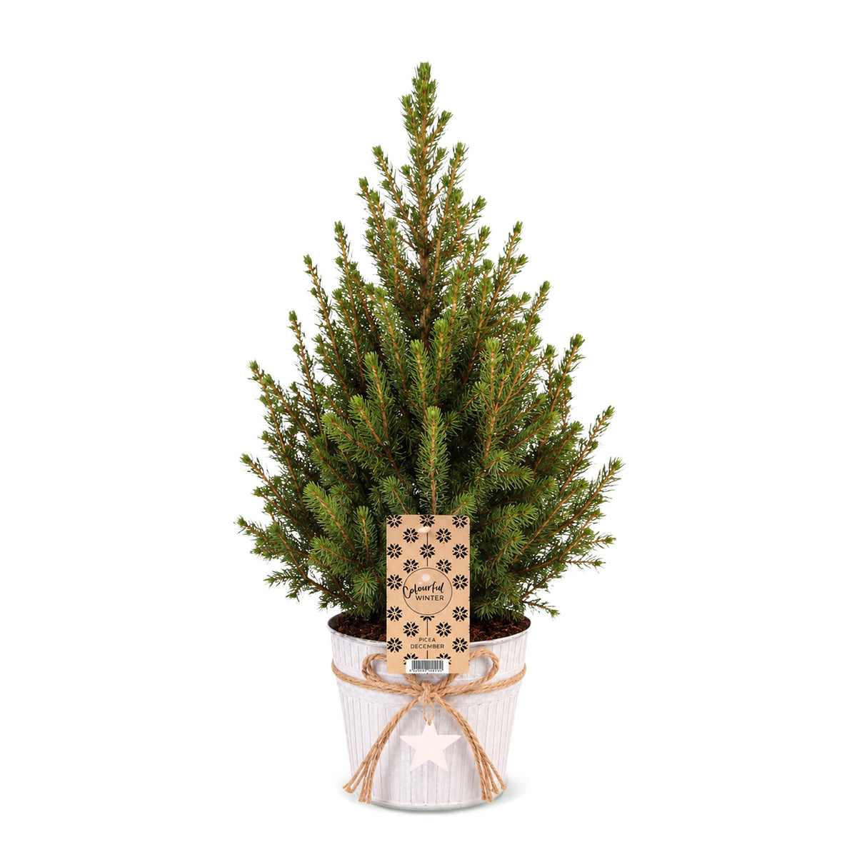 Picea glauca Conica (Weihnachtstanne) im Zinktopf – Ø 17 cm, 65 cm hoch