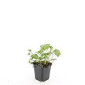 Geranium cantabrigiense 'Cambridge' (storkege) – 24 planter, Ø9 cm, 10–25 cm høje