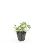 Geranium cantabrigiense 'Cambridge' (storkege) – 24 planter, Ø9 cm, 10–25 cm høje