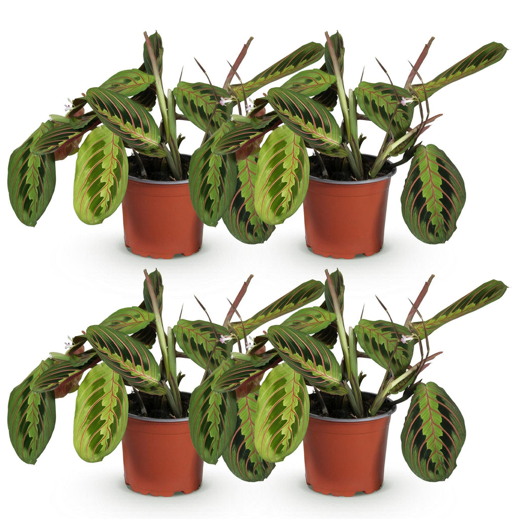 4× Maranta Fascinator Tricolour (plante prieuse) – Ø12 cm, 30–35 cm de haut – photo 2