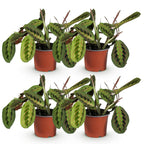 4× Maranta Fascinator Tricolour (plante prieuse) – Ø12 cm, 30–35 cm de haut