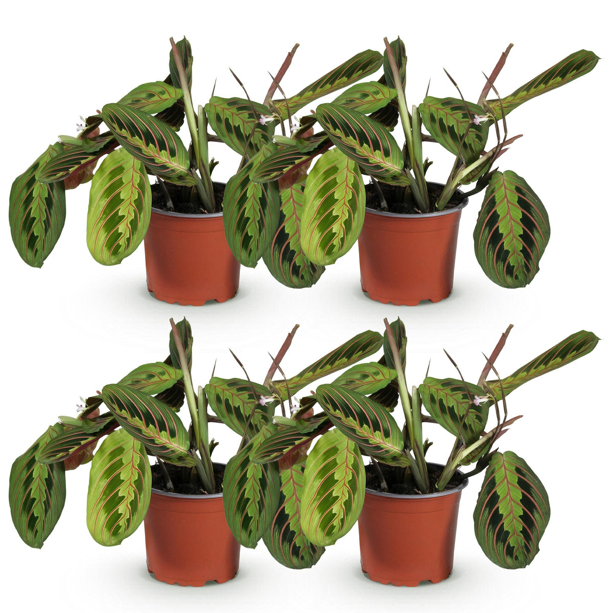4× Maranta Fascinator Tricolour (bedplant) – Ø12 cm, 30–35 cm høj