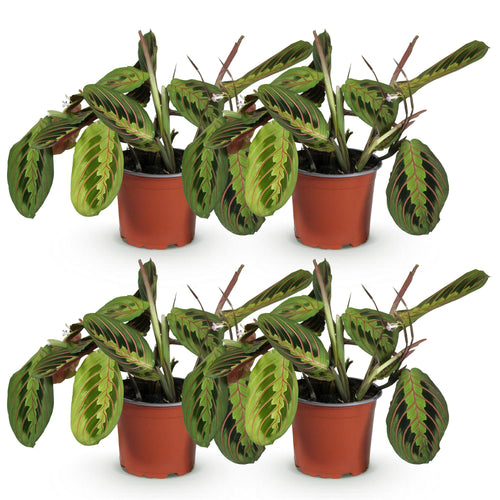 4× Maranta Fascinator Tricolour (Gebetsstaude) – Ø 12 cm, 30–35 cm hoch