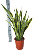 Sansevieria Laurentie (svigermors tunge) – Ø21 cm, 90 cm høj