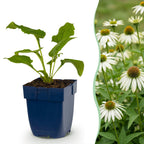 Echinacea purp. 'Alba' (échinacée) – blanc – Ø11 cm, 15–25 cm de haut