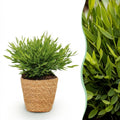 Bamusa Pogonatherum Monica (bamboegras) met mand – Ø12 cm, 20 cm hoog