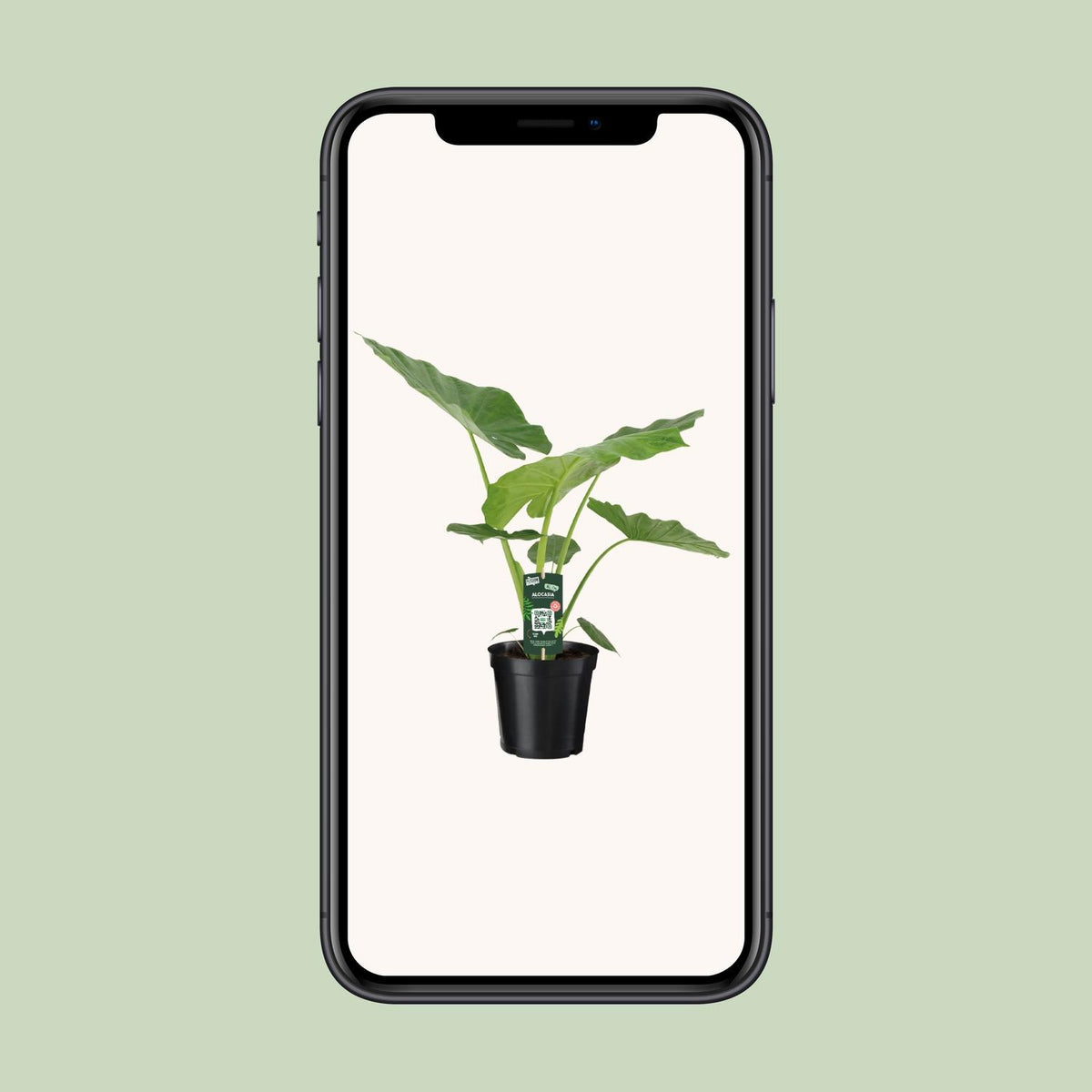 Alocasia Macrorrhiza (oreille d'éléphant) – Ø19 cm, 70 cm de haut