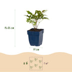 Astilbe 'Fanal' (Fliederblumen-Astilbe) – rot – Ø11 cm, 15–25 cm hoch