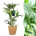 Howea forsteriana (kentia-palme) med kurv – Ø19 cm, 80–85 cm høj