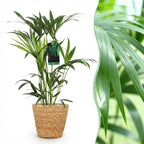 Howea forsteriana (kentia-palme) med kurv – Ø19 cm, 80–85 cm høj