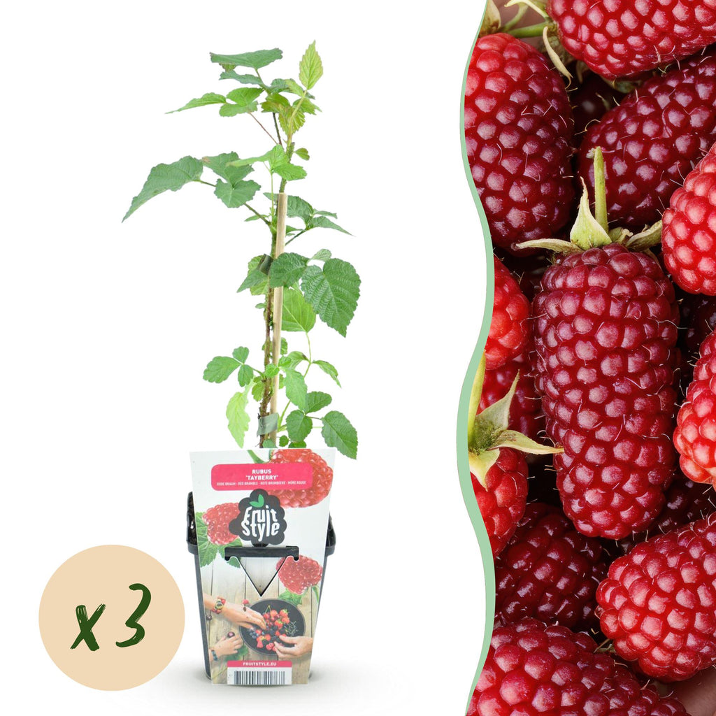 Rubus 'Tayberry' (taybes) – 3 planten, Ø9 cm, 35 cm hoog