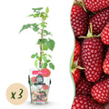 Rubus 'Tayberry' (taybes) – 3 planten, Ø9 cm, 35 cm hoog