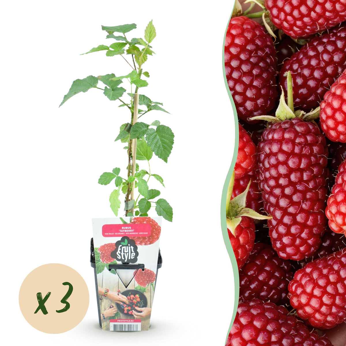 Rubus 'Tayberry' (taybes) – 3 planten, Ø9 cm, 35 cm hoog