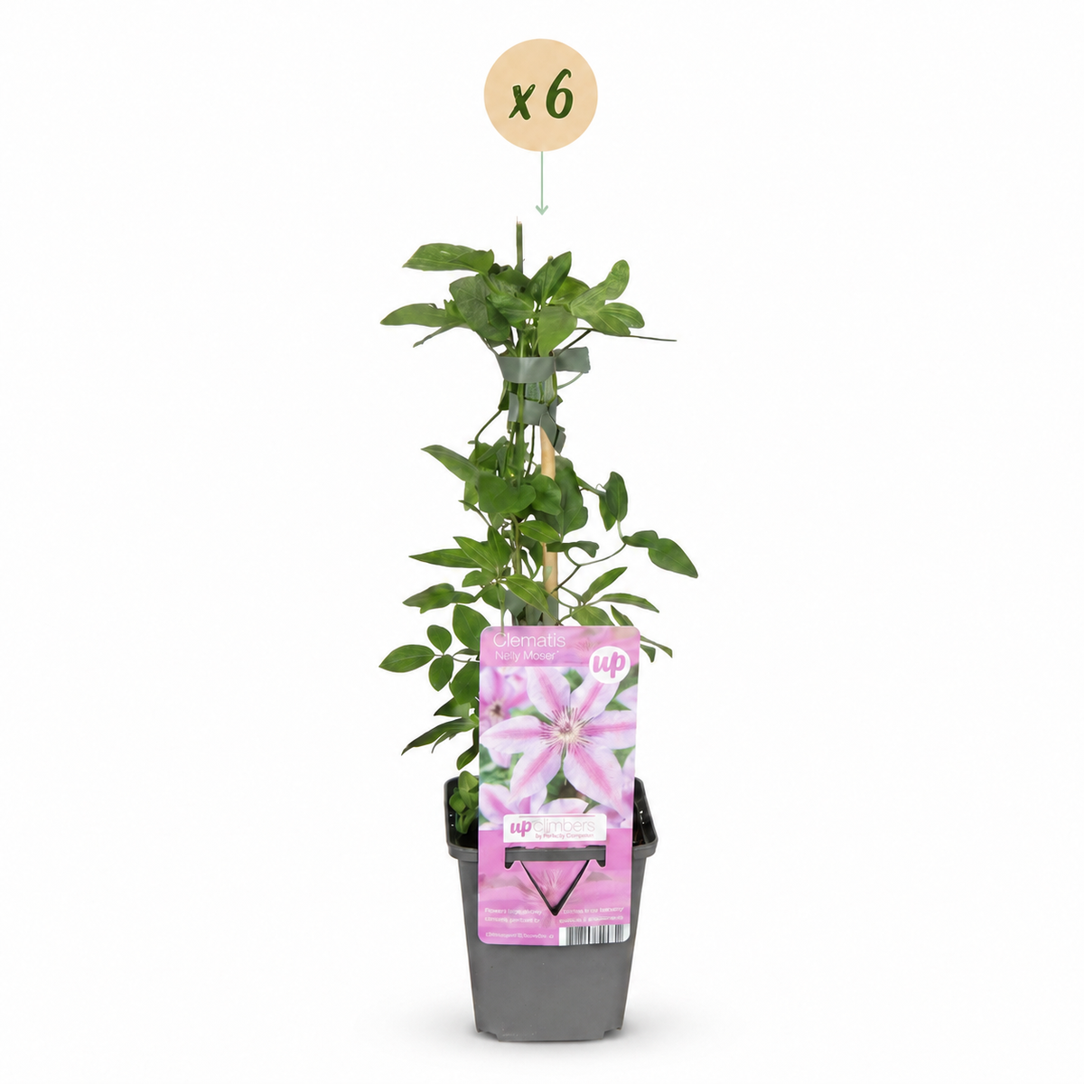 Clematis 'Nelly Moser' (bosrank) – wit-roze – 6 planten, Ø9 cm, 35 cm hoog